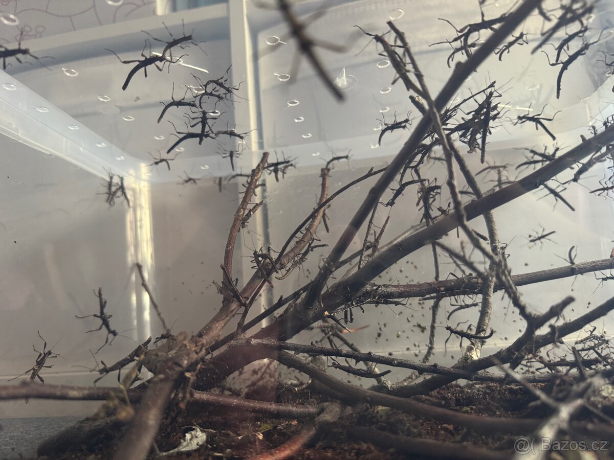 Strašilky Sungaya Inexpectata - 8