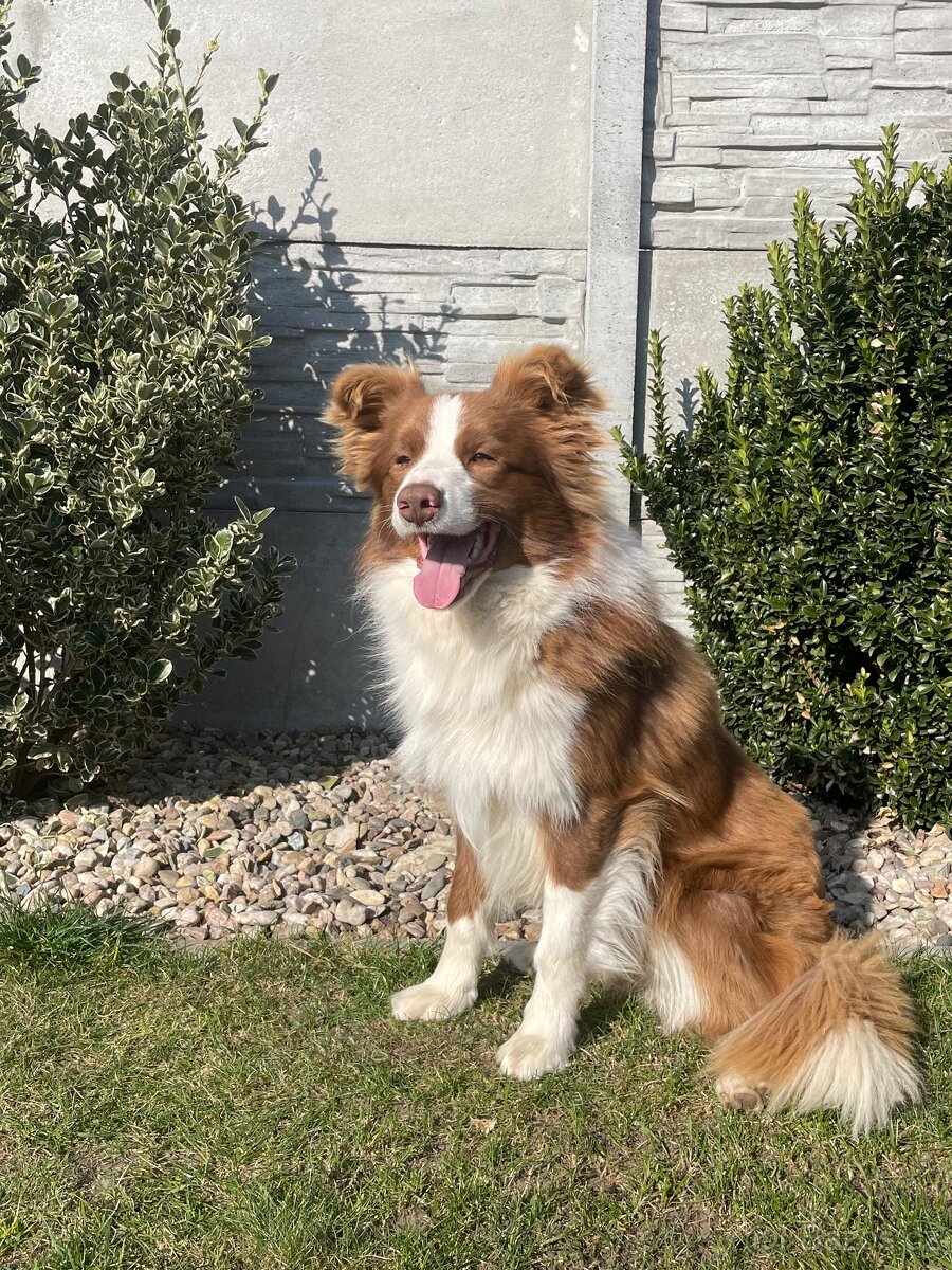 Border kolie s PP hnědo bílá a red merle - 8