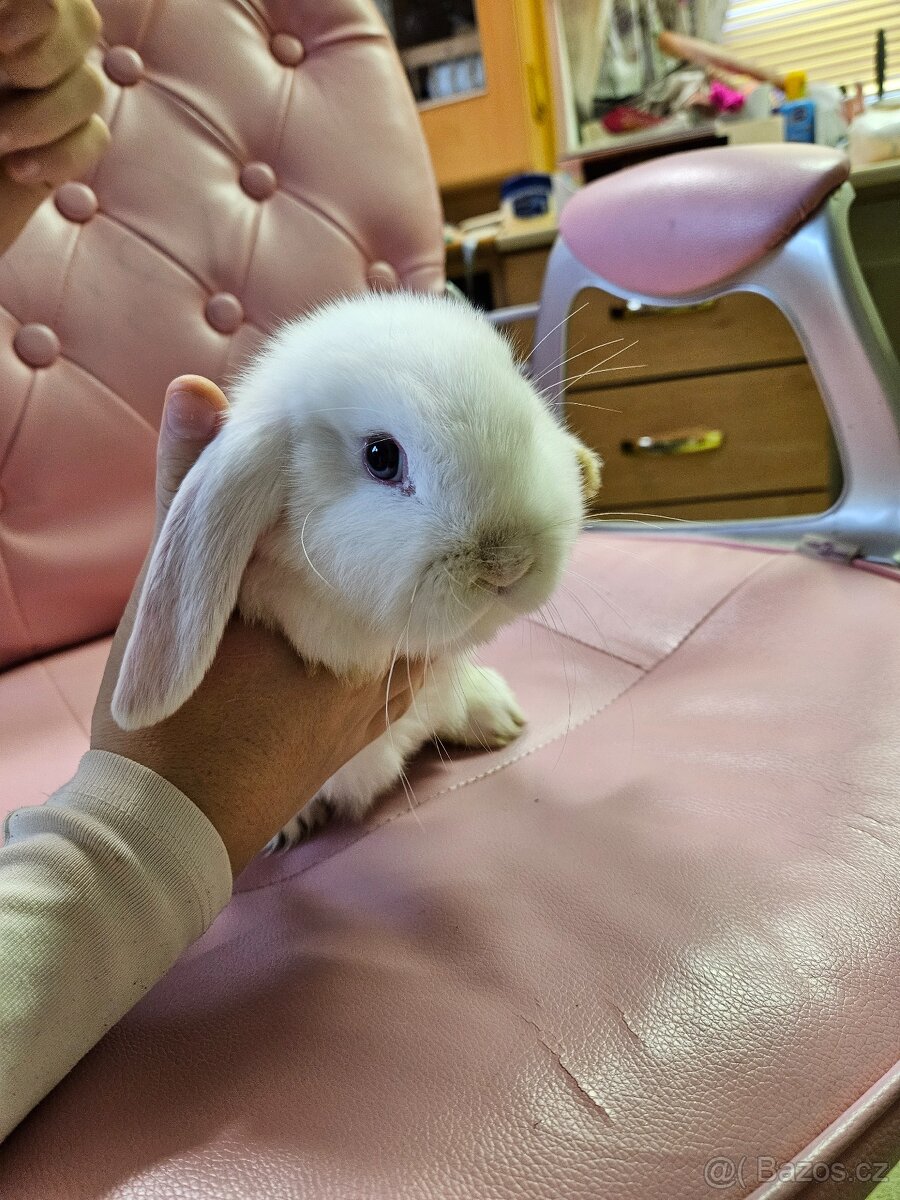 Zakrslý králík - 8