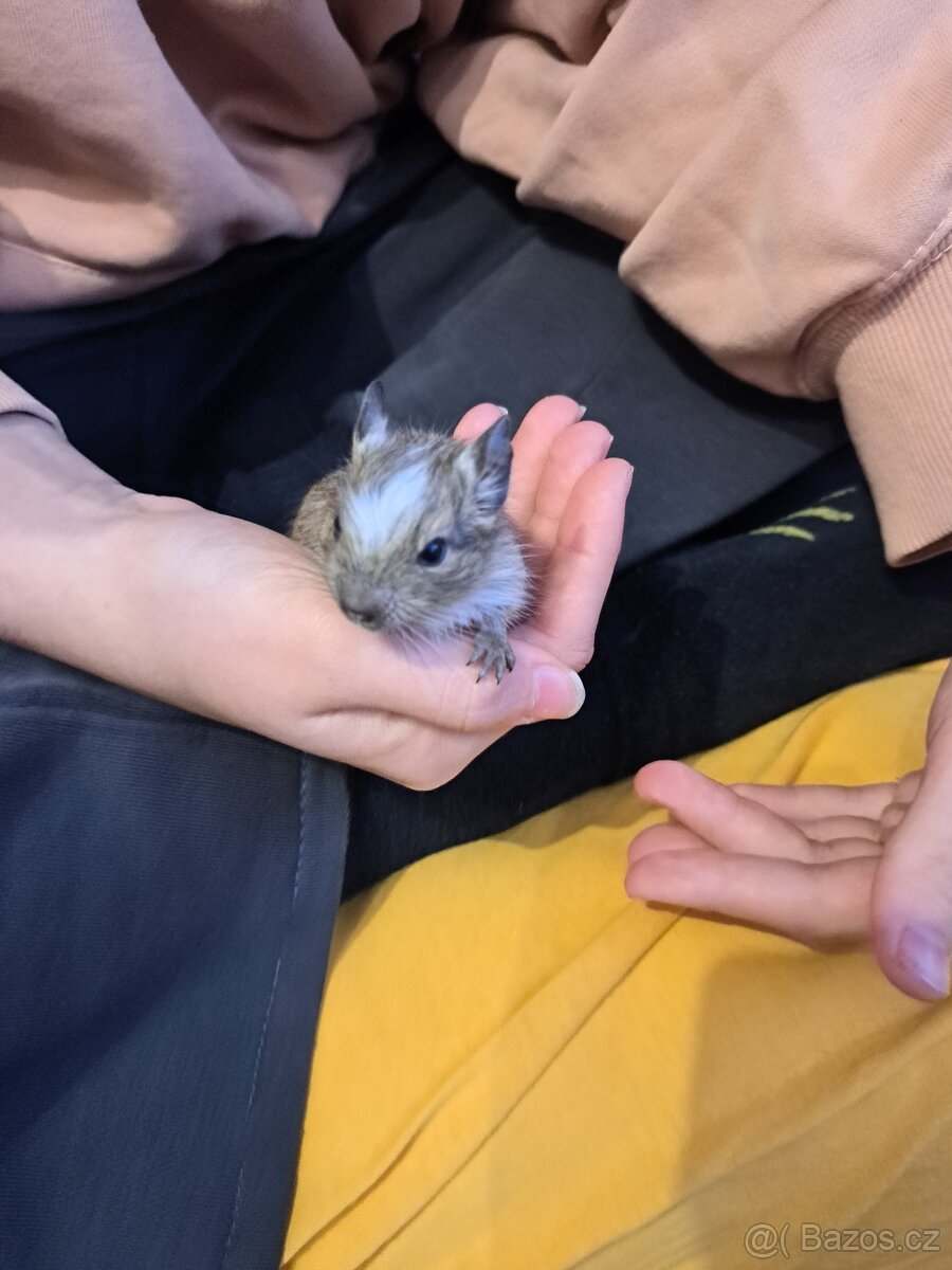 Osmák Degu - 8
