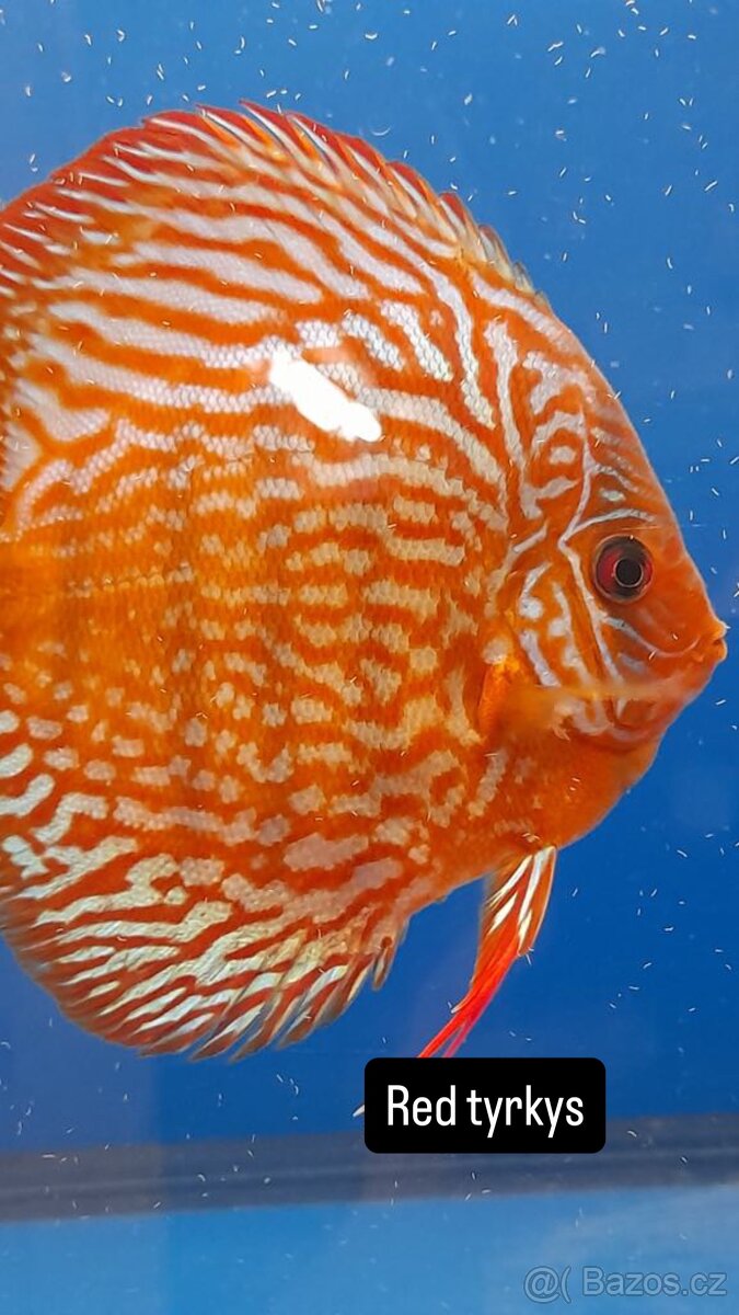 Terčovec -Diskus - 8