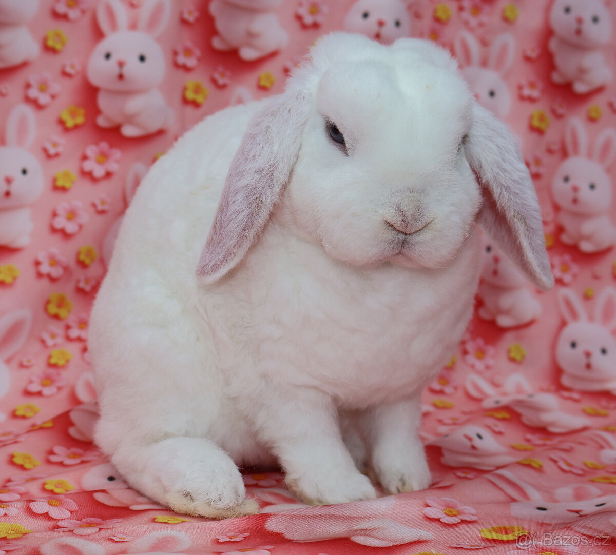 Zakrslý modrooký rex beránek , maličká samička - 8