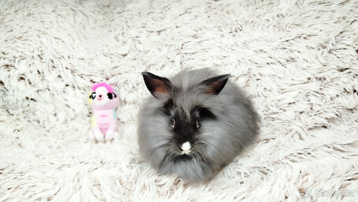 Zakrslý králík, králíček - HOLLY - 8
