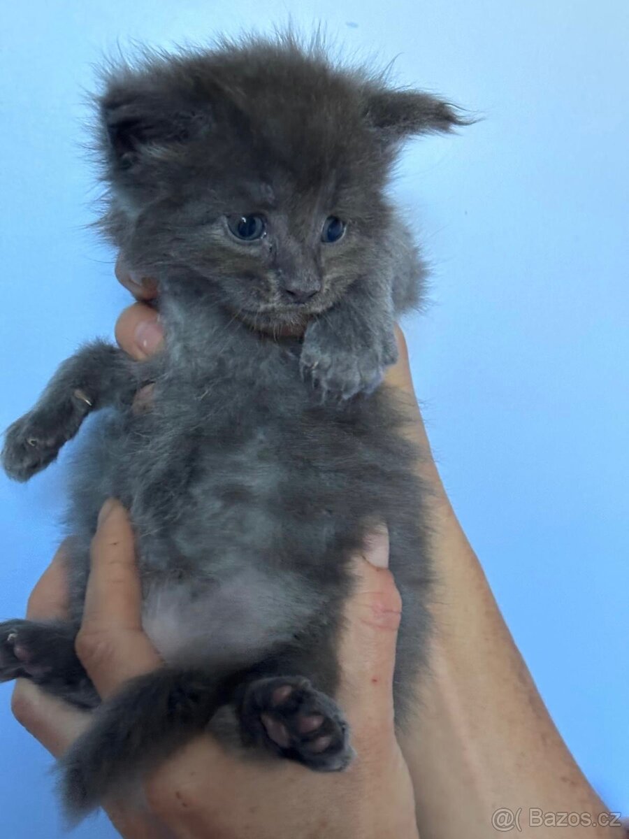 Mainská mývalí kočka- koťata/ Maine coon - 8