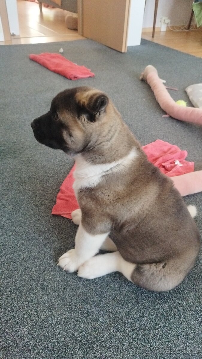 Americká akita štěňátka pejsek a fenečka - 8