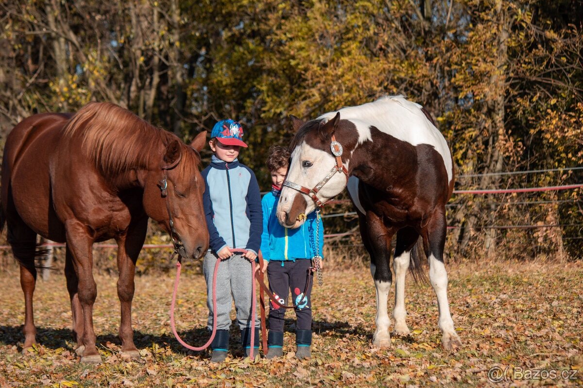 Ranch Rijena nabízí připouštění APH plemeníkem - 8