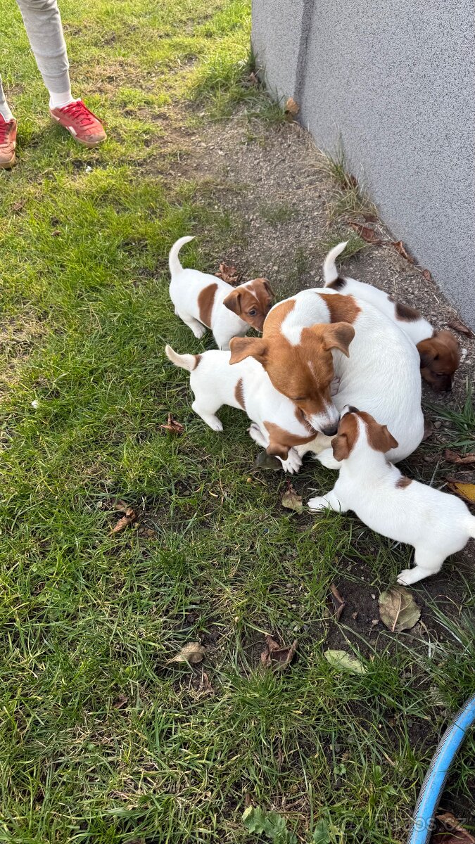 Jack Russel Terier - 8