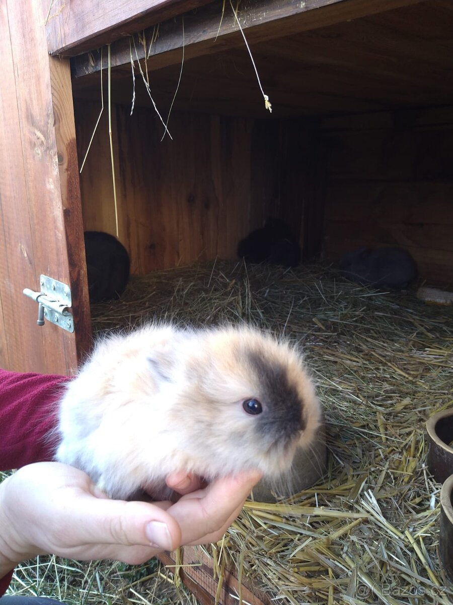 Prodám zakrslá králíčata - 8