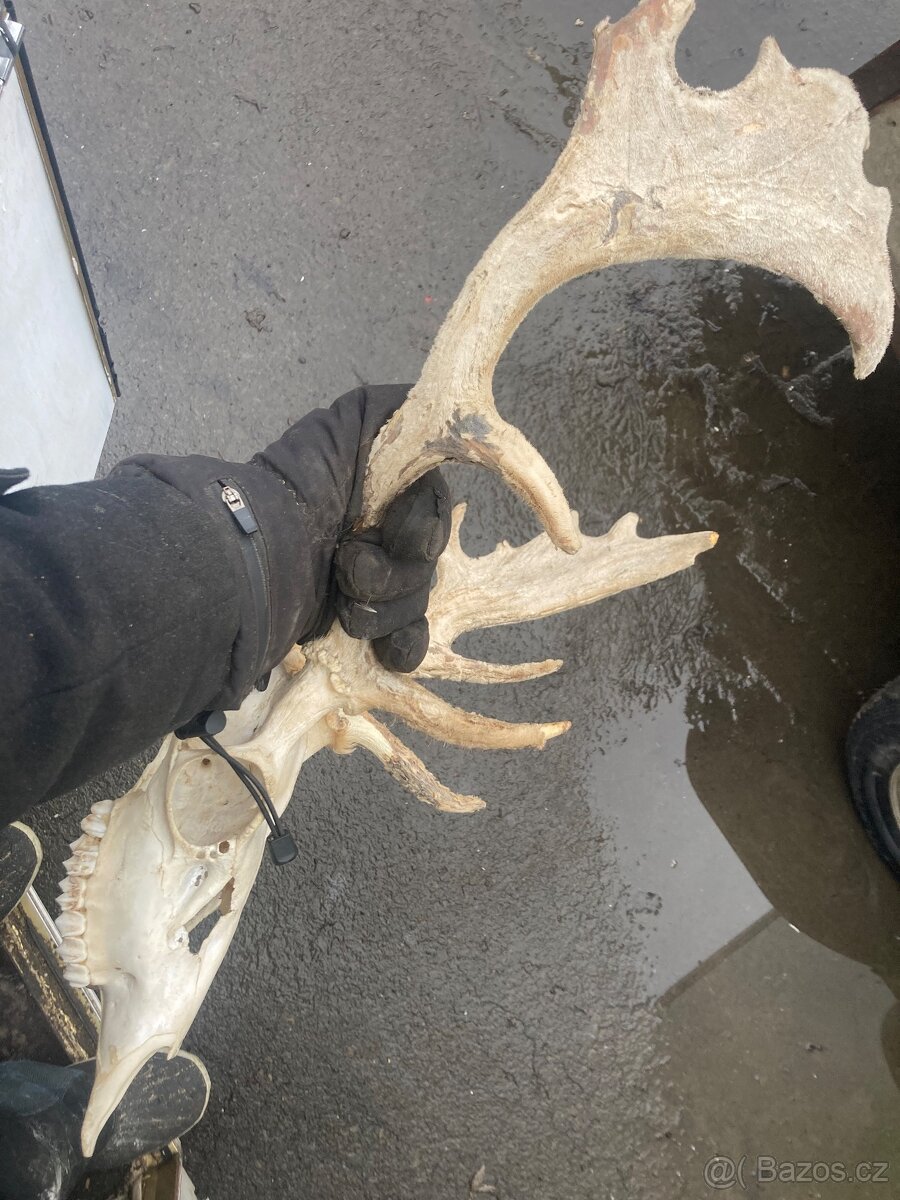 Daněk,myslivost - 8