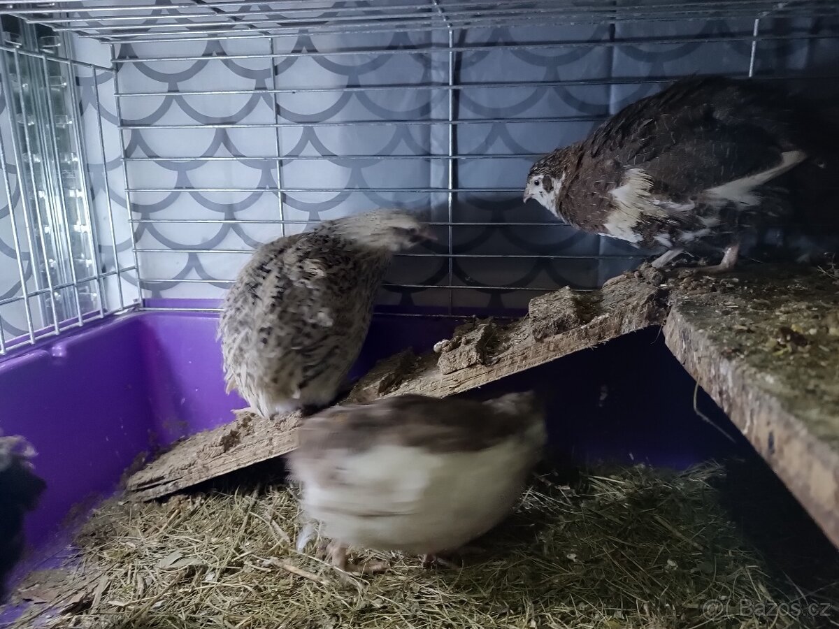 Násadová vejce křepelky - 8