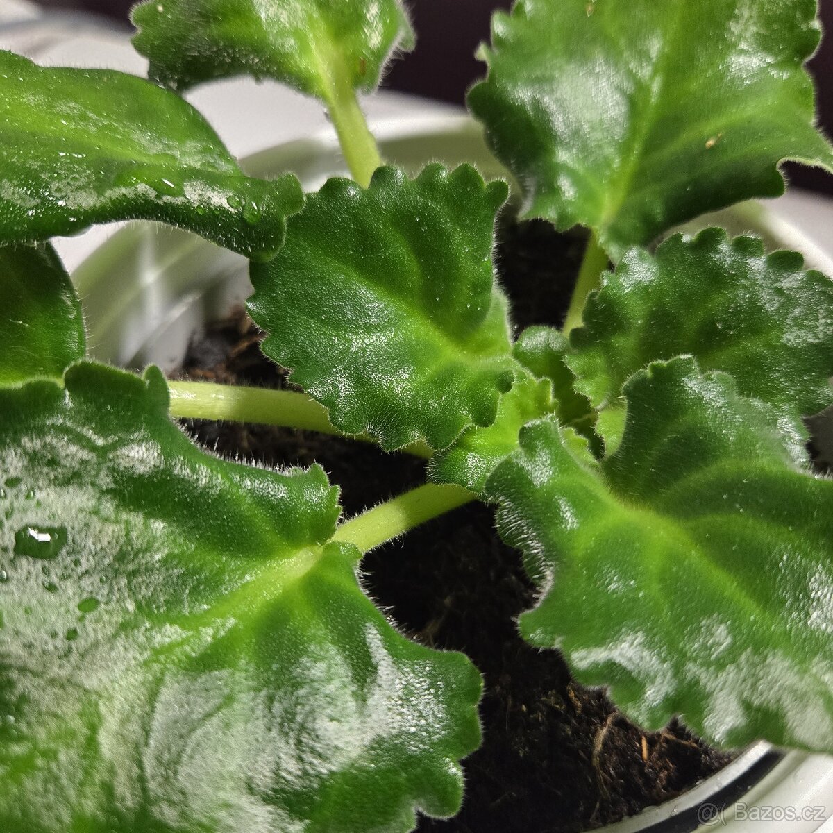 Fialka "curly" bílá - 8