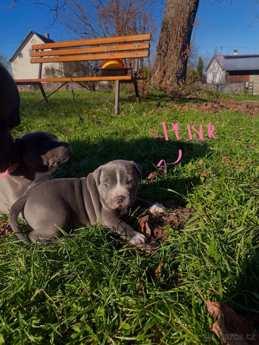 🐾 Americký stafordšírský teriér – modrá štěňátka Bibi a Oli - 8