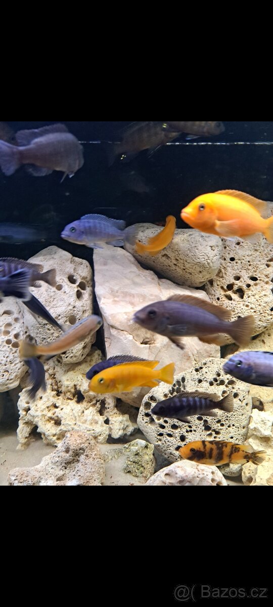 Prodam tlamovce z Malawi - 8