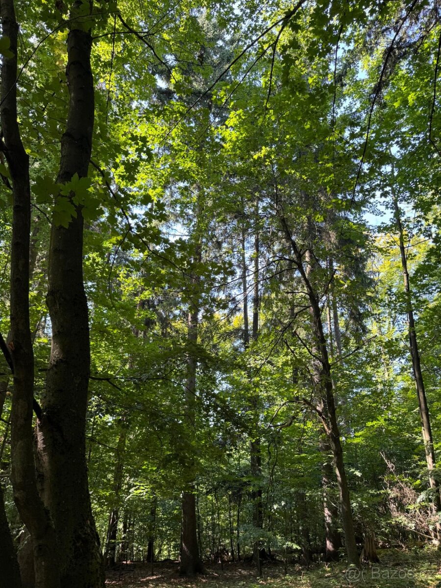 Prodej lesního pozemku v k.ú. Liberk - 8