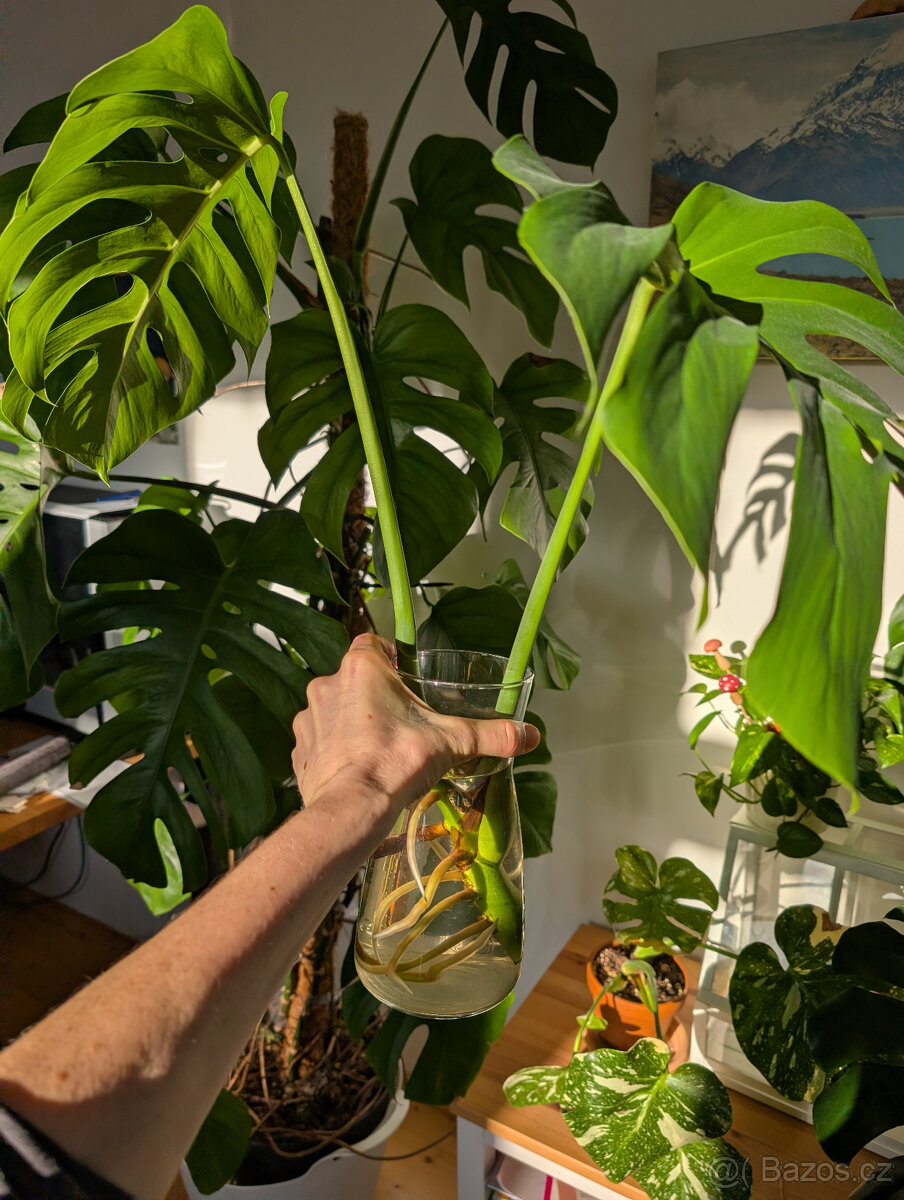 Pokojové rostliny - 8