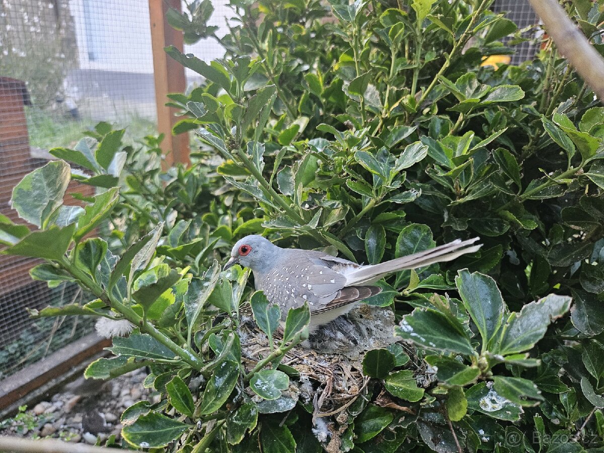 Holoubek Diamantovy z venk.voliéry - 8