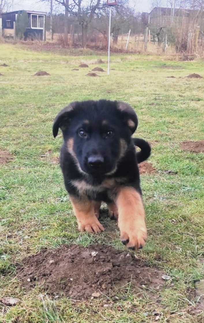 Německý ovčák - štěňata s PP - 8