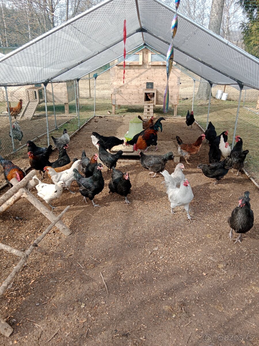 Nasadová vajíčka - 8