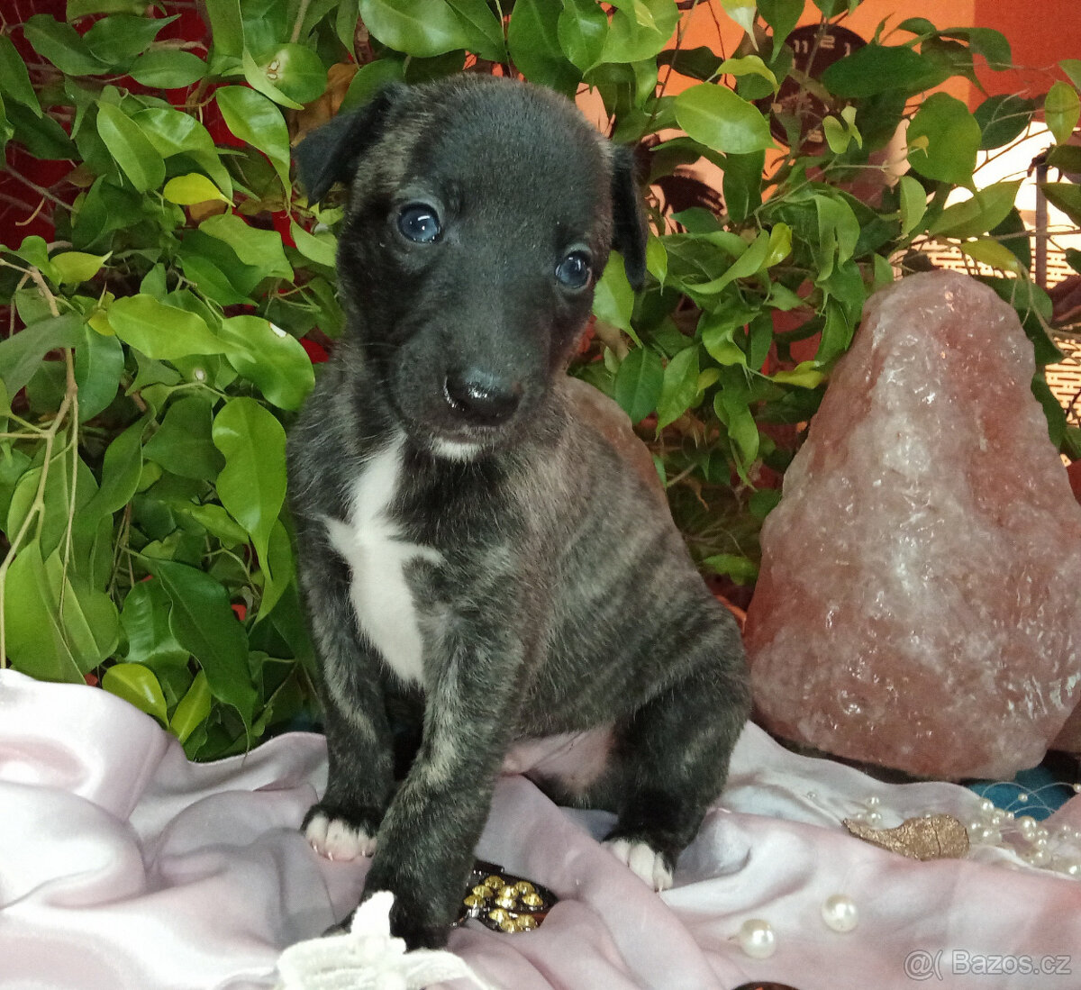 Whippet štěňátka bez PP po rodičích s PP ( FCI). - 8