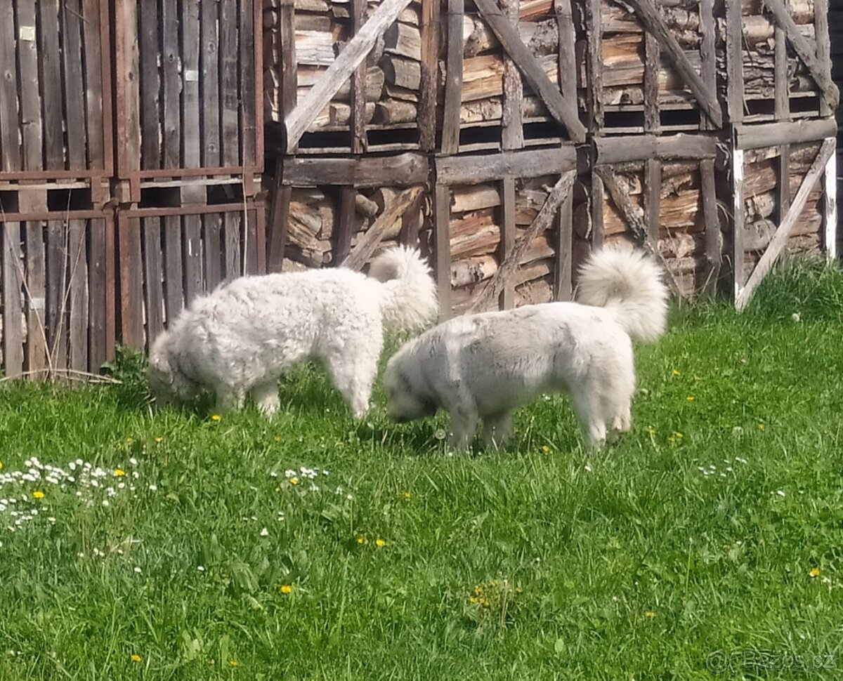 Slovenský čuvač bez PP - 8