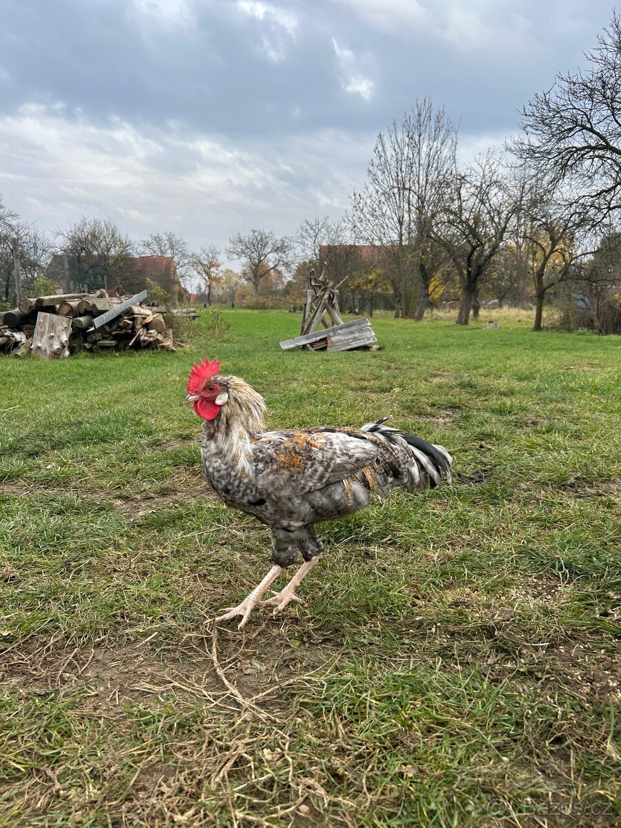 Kohouti, kohout na chov - 8