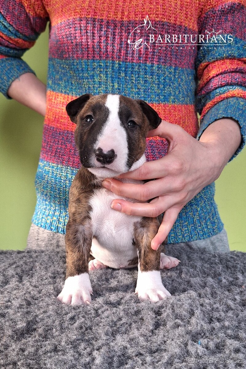 Anglický Bulteriér s PP / Bullterier, bullterrier - 8