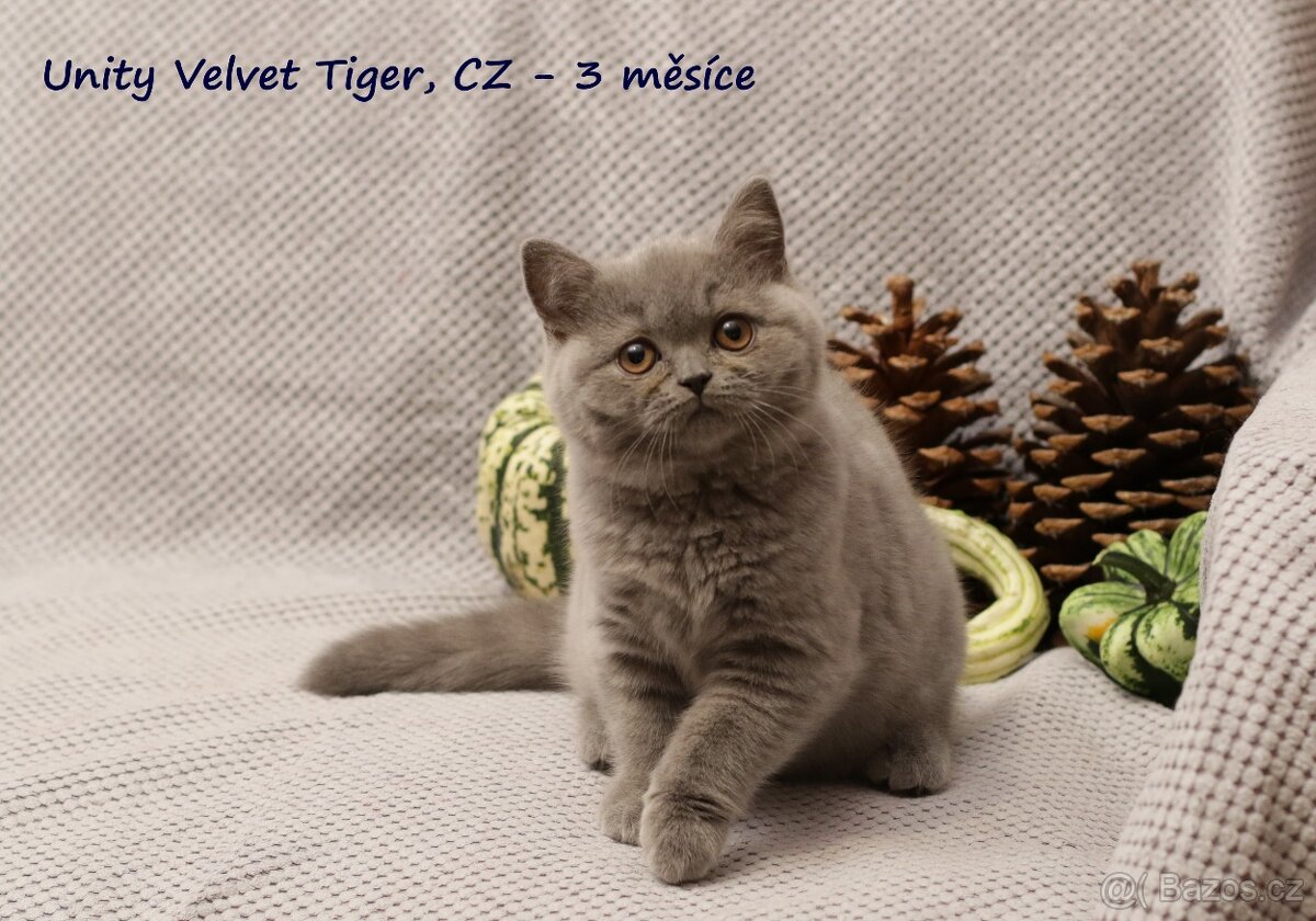 Britská modrá koťátka vrhů T + U s PP - 8