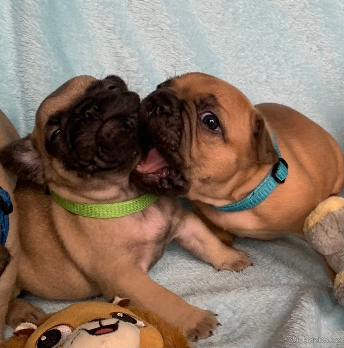 Francouzský buldoček s PP - 8