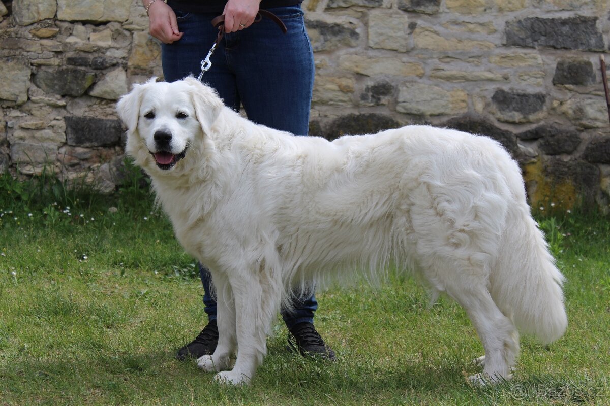 Slovenský čuvač - štěňátka s PP - 8