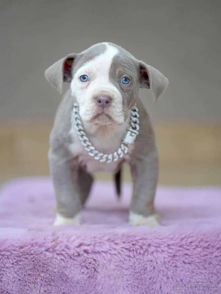 American Bully XL / XXL - 8