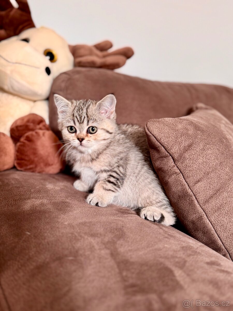 Skotská klapouchá kočka, scottish straight s PP - 8