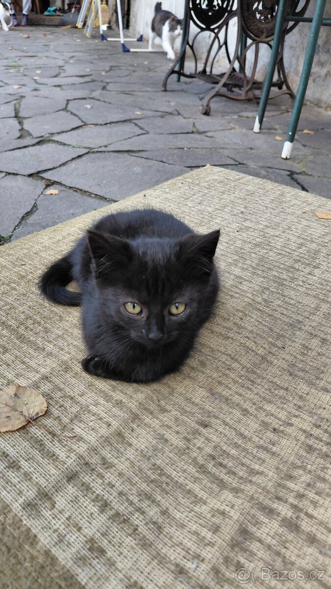 DARUJI KOŤÁTKA - 8