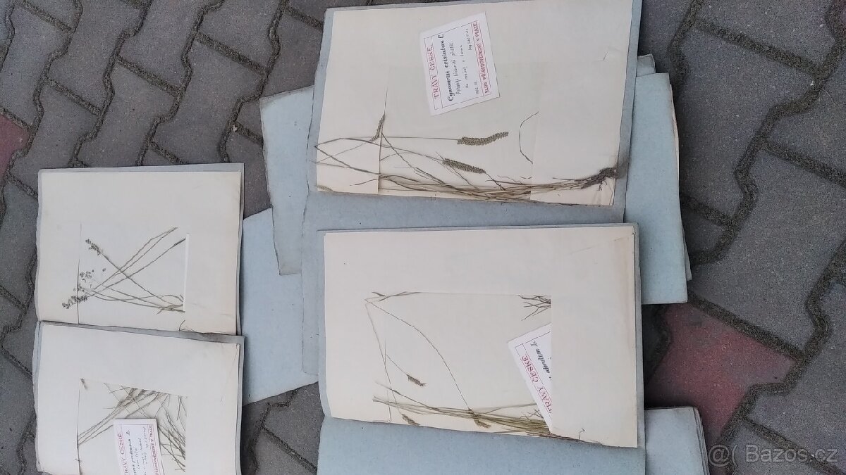 Herbář travin - 8