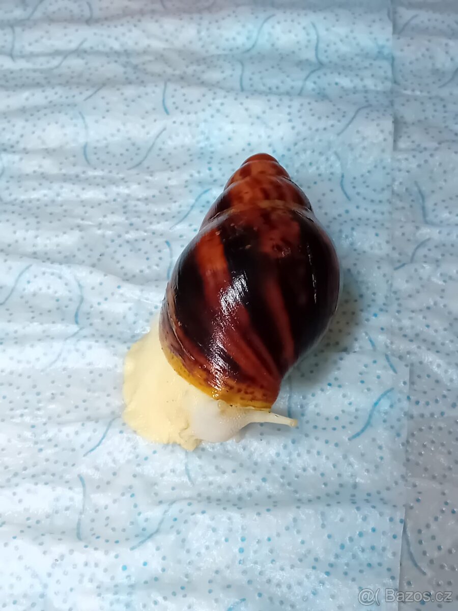 Africký šnek Archachatina Marginální suturalis - 8