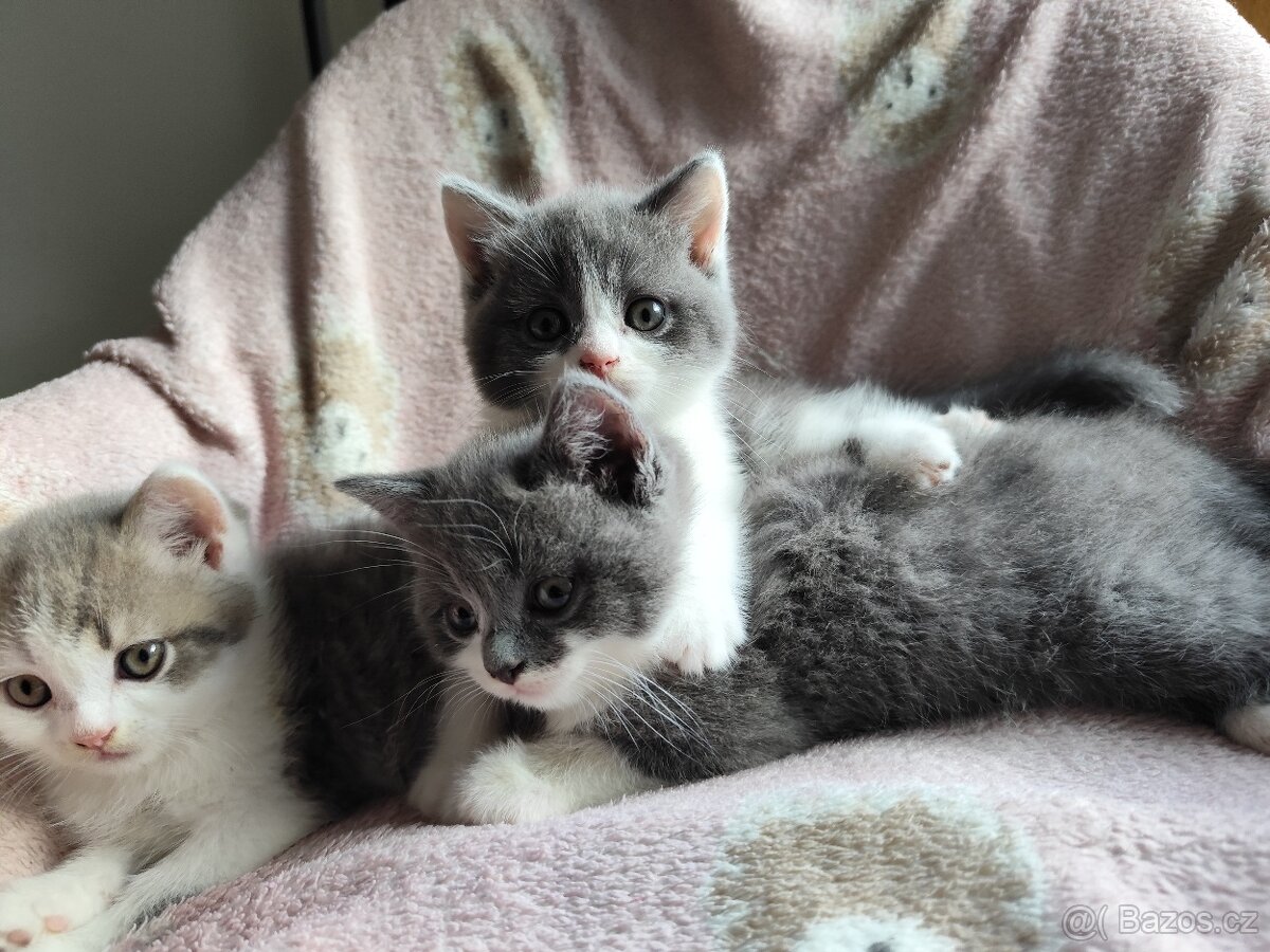 Britská koťátka modrá bicolor - 8