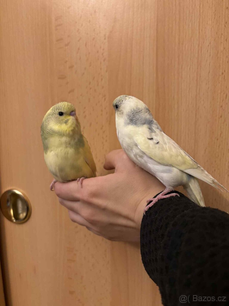 Prodám mladé andulky po vylétnutí z budky - 8