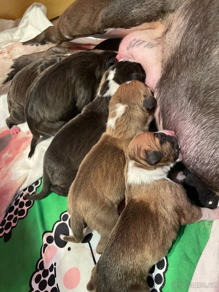 🐾 Americký stafordširský teriér – štěňátka s PP k rezervaci - 8