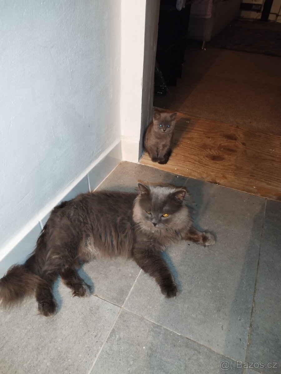 Prodám britská modrá koťátka - 8