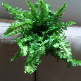 Umělé kapradí - 8