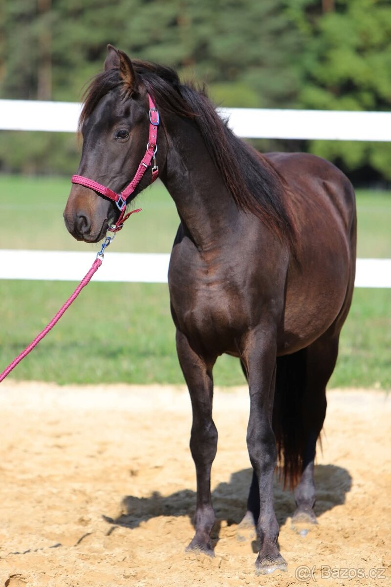 Z jara 3 letý valach Barock pinto - Frís - 8