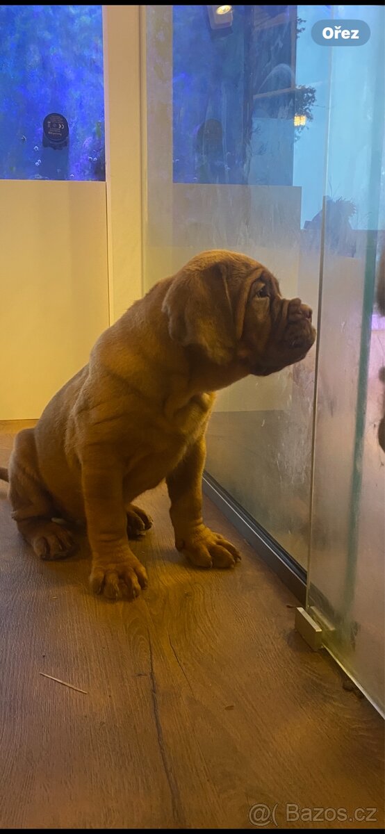 Bordeauxska doga s PP - 8