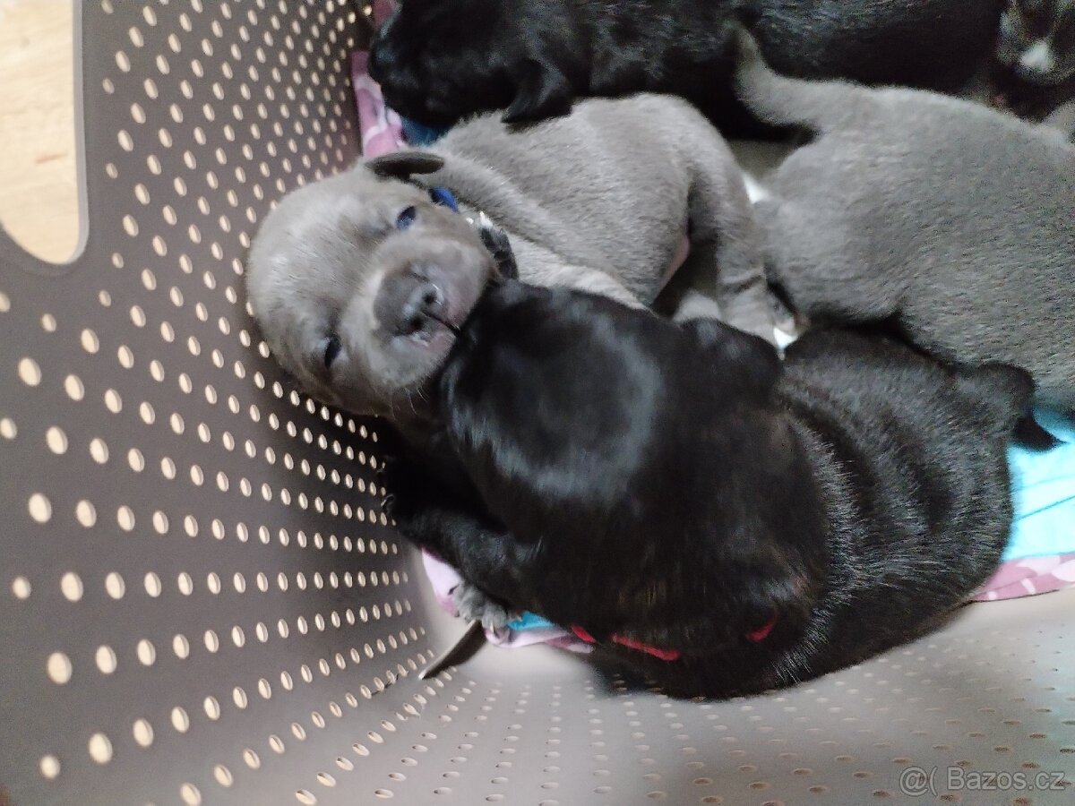 Štěňátka - 8