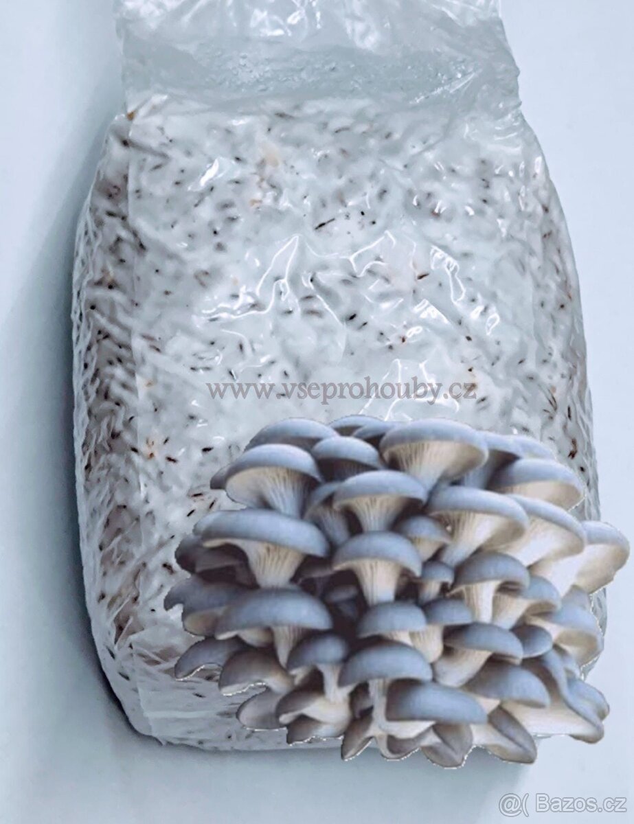 Sadba - Hlíva ústřičná, plicní, modrá, růžová, královská - 8