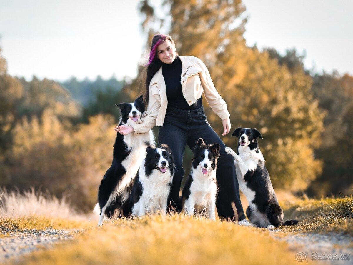 Border kolie s PP, štěně - 8