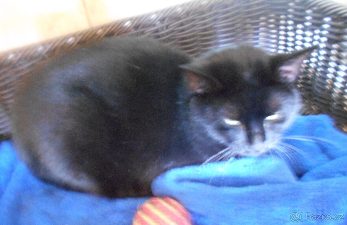 Černá, hodná, klidnější 2,5letá kočička Šmudlinka Micinka - 8