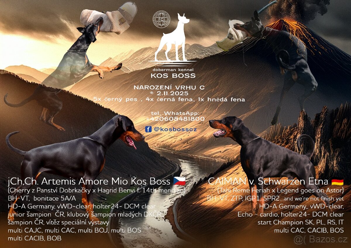 Dobrman - štěňata s PP - 8