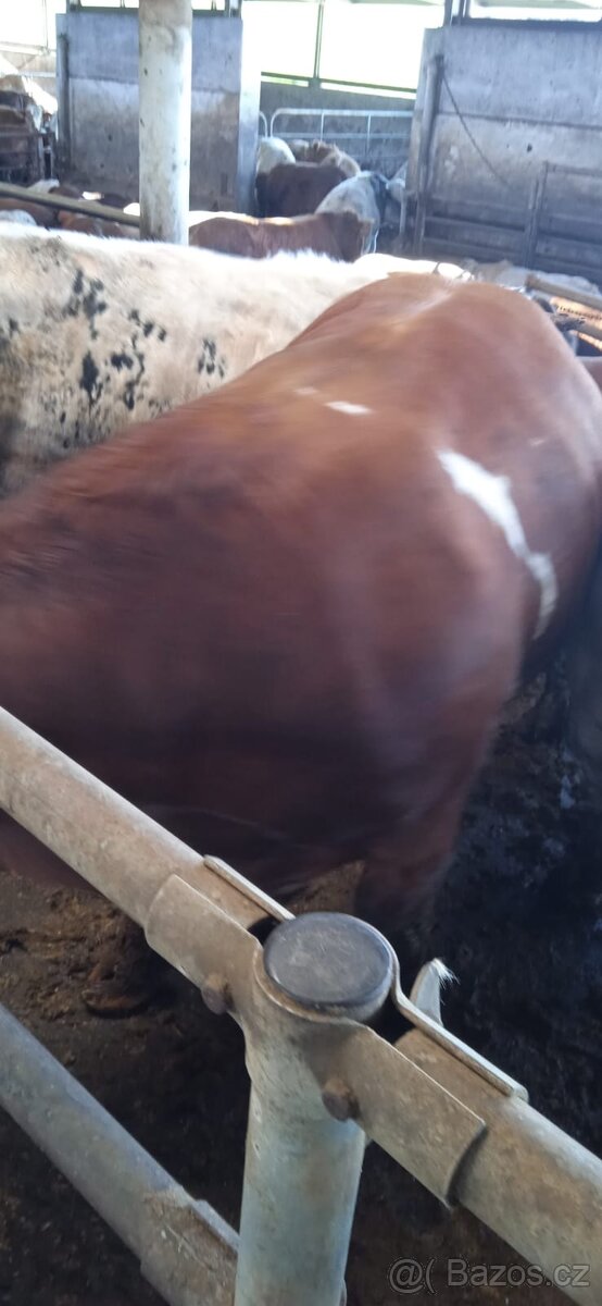 Jateční býci - 8