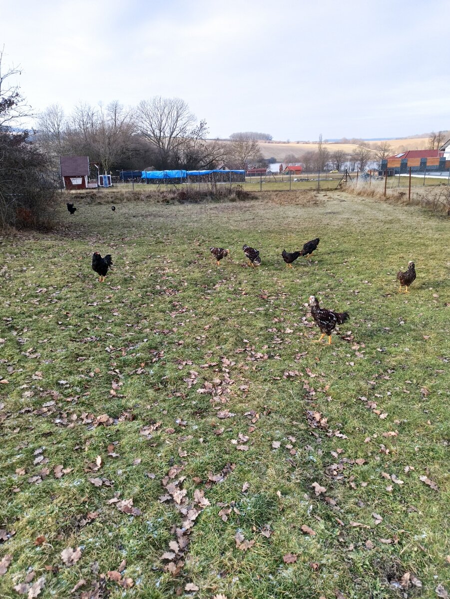Kohoutci orlovka pestrá a černá - 8