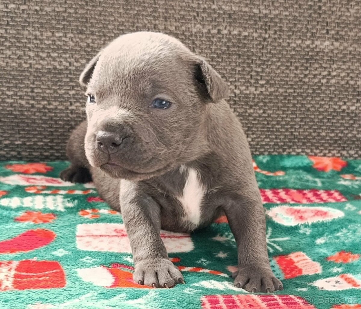 Stafordšírský bulteriér - 8