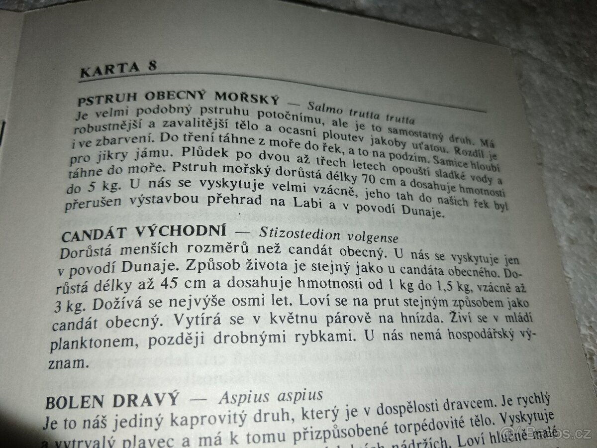 Testovací hra-Ryby - 8